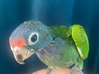 Parrots birds for sale: Hand reared baby Blue-headed Pionus - Advert 4