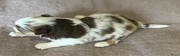 Australian Shepherd dogs for sale: Rare Show Lines KC purebred Mini Aussie (MAS)  - Advert 12