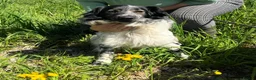 Mixed Breed dogs for adoption: Gorgeous Taco, a smallish mixed breed - Advert 2