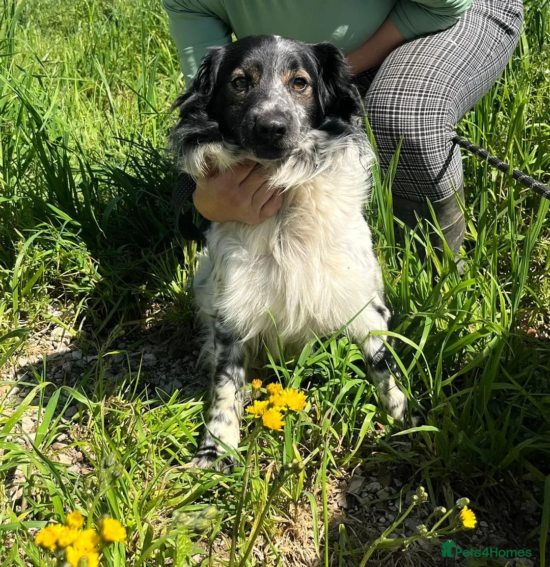 Mixed Breed dogs for adoption: Gorgeous Taco, a smallish mixed breed - Advert 2