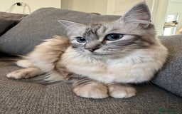 Ragdoll cats for sale: Ragdoll x kittens - Image 6