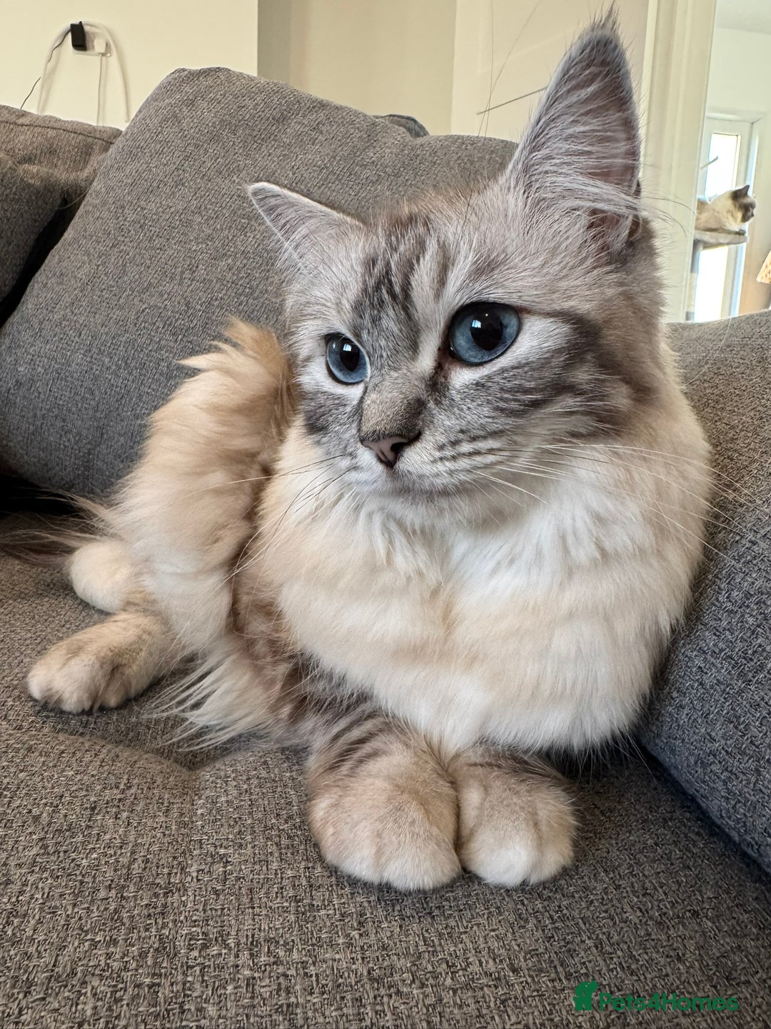 Ragdoll cats for sale: Ragdoll x kittens - Image 6