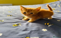 European cats for sale: 💖 Purr-fect Kittens Ready to Melt Your Heart! 😻 - Image 9