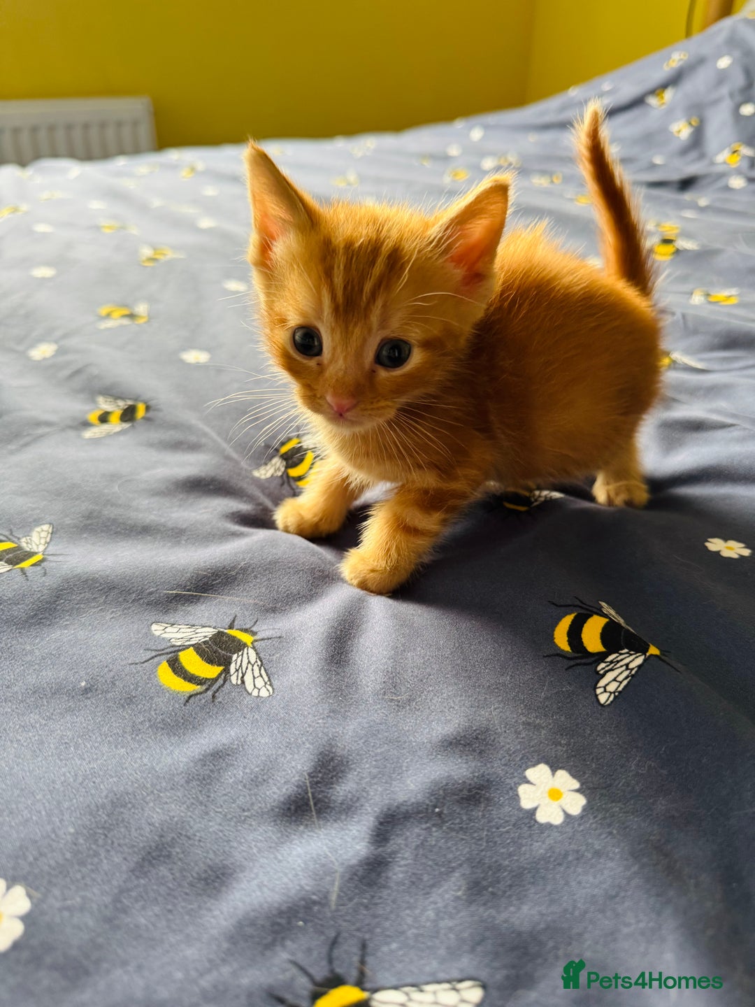 European cats for sale: 💖 Purr-fect Kittens Ready to Melt Your Heart! 😻 - Image 9