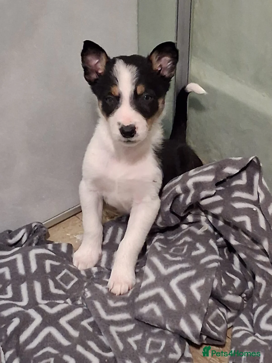 Border Collie dogs for sale: 1 Border Collie Pup - Health tested clear parents - Advert 18