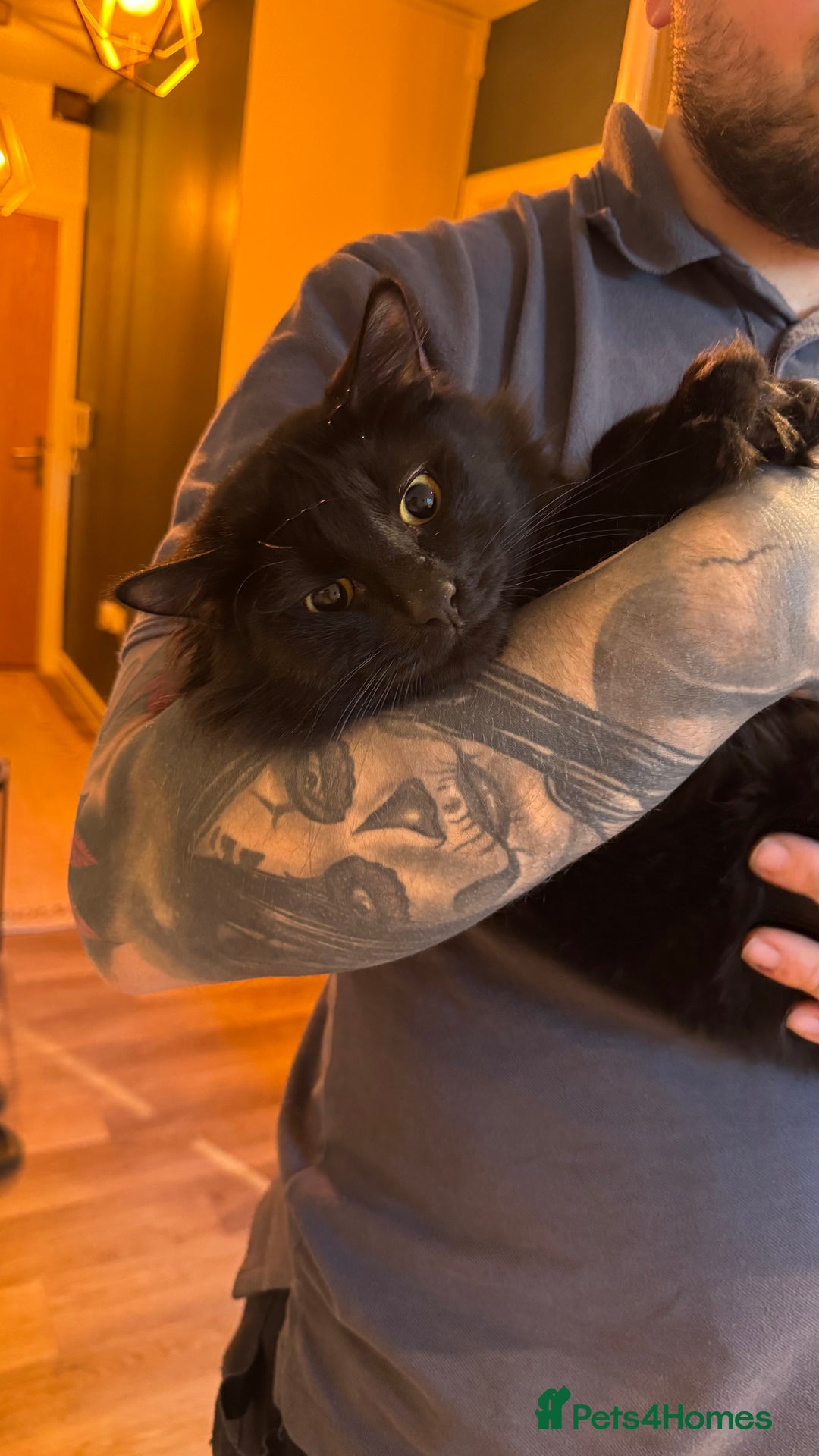 RagaMuffin cats for sale: Looking for a new home  - Image 1