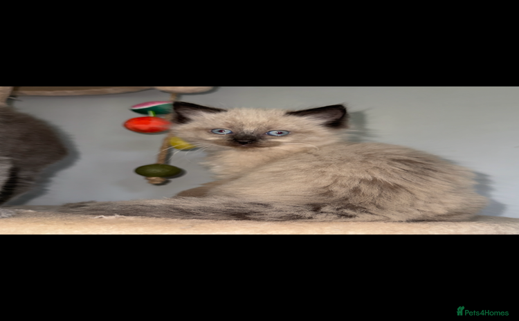 Ragdoll cats - Advert 3