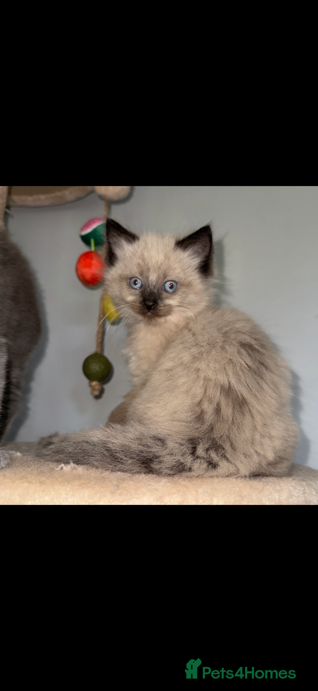 Ragdoll cats for sale: Gorgeous Ragdoll x British Shorthair Kittens  - Image 9