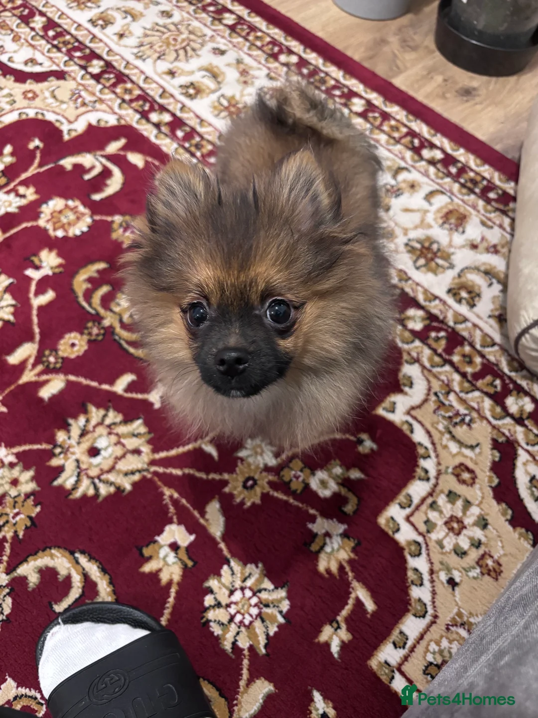 Pomeranian dogs for sale: 🐾 Stunning Male Pomeranian Puppy – £1,750 🐾 - Advert 15