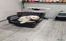 Mixed Breed dogs for sale: Well behaved 18 month old cockerpoo for rehoming  - Advert 3