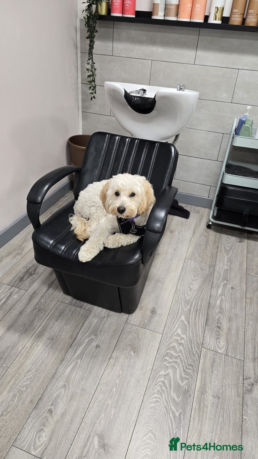 Mixed Breed dogs for sale: Well behaved 18 month old cockerpoo for rehoming  - Advert 3