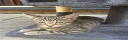 Mixed Breed cats for sale: 21 weeks old Sister and Brother Kittens  in Manchester - Advert 3