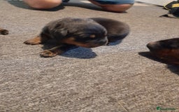 Rottweiler dogs for sale: Rottweiler  - Image 10