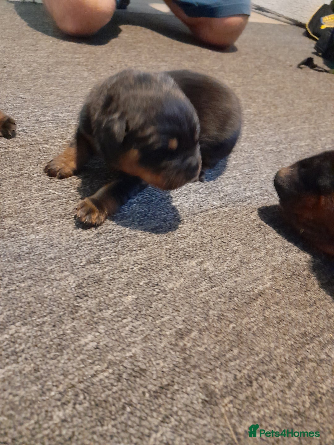Rottweiler dogs for sale: Rottweiler  - Image 10