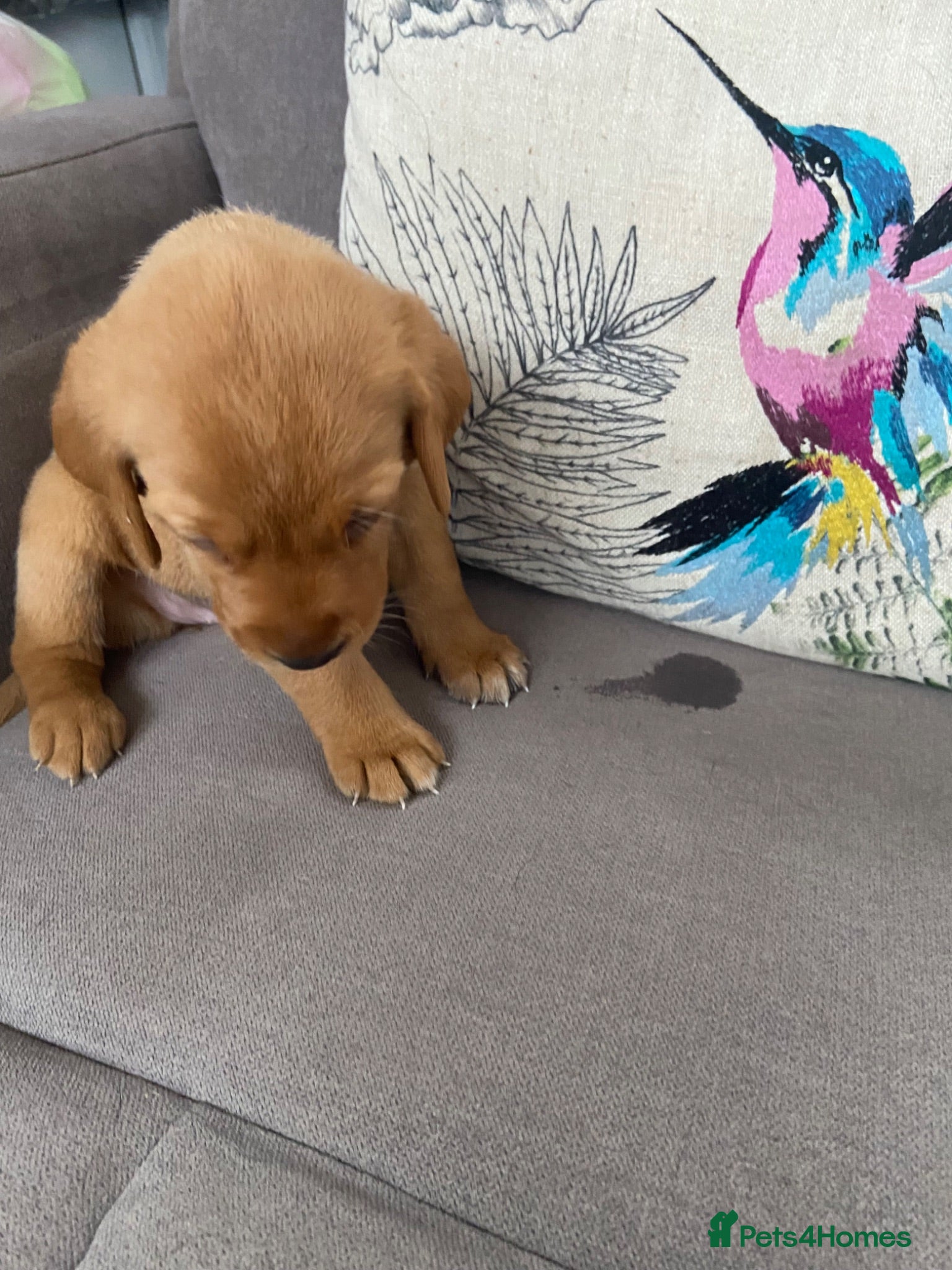 Labrador Retriever dogs Kc reg pedigree foxred labs very last female   - Advert 2