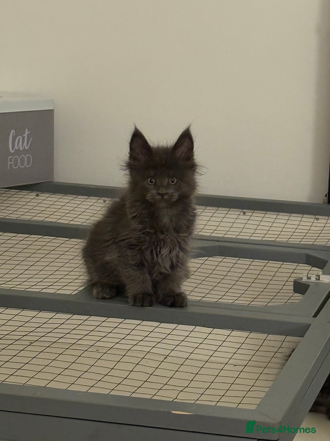 Maine Coon cats for sale: Gorgeous kittens  - Advert 5