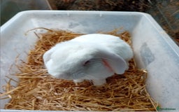 French Lop rabbits for sale: French lop cross male rabbit  - Image 2