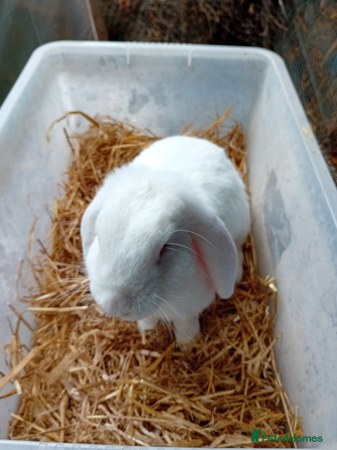 French Lop rabbits for sale: French lop cross male rabbit  - Image 2