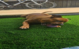 Mixed Breed dogs for sale: Loki  - Image 1