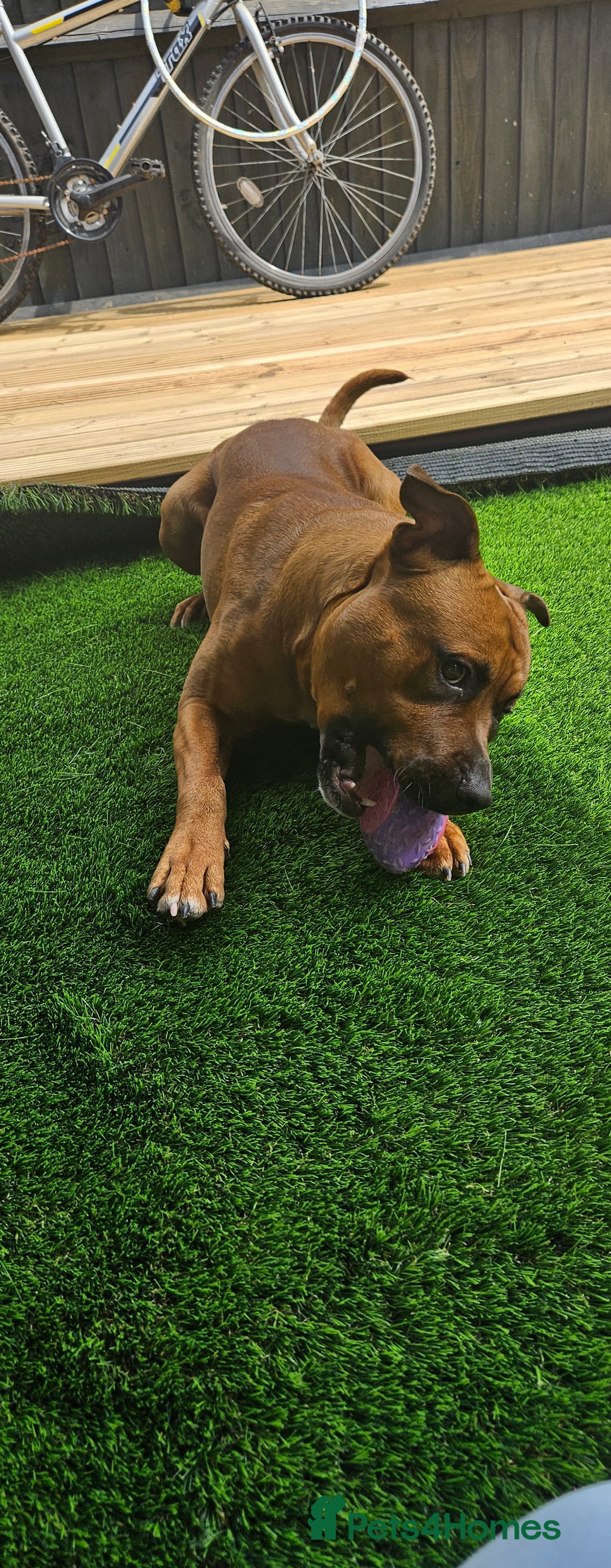 Mixed Breed dogs for sale: Loki  - Image 1
