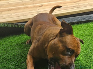Mixed Breed dogs - Advert 15