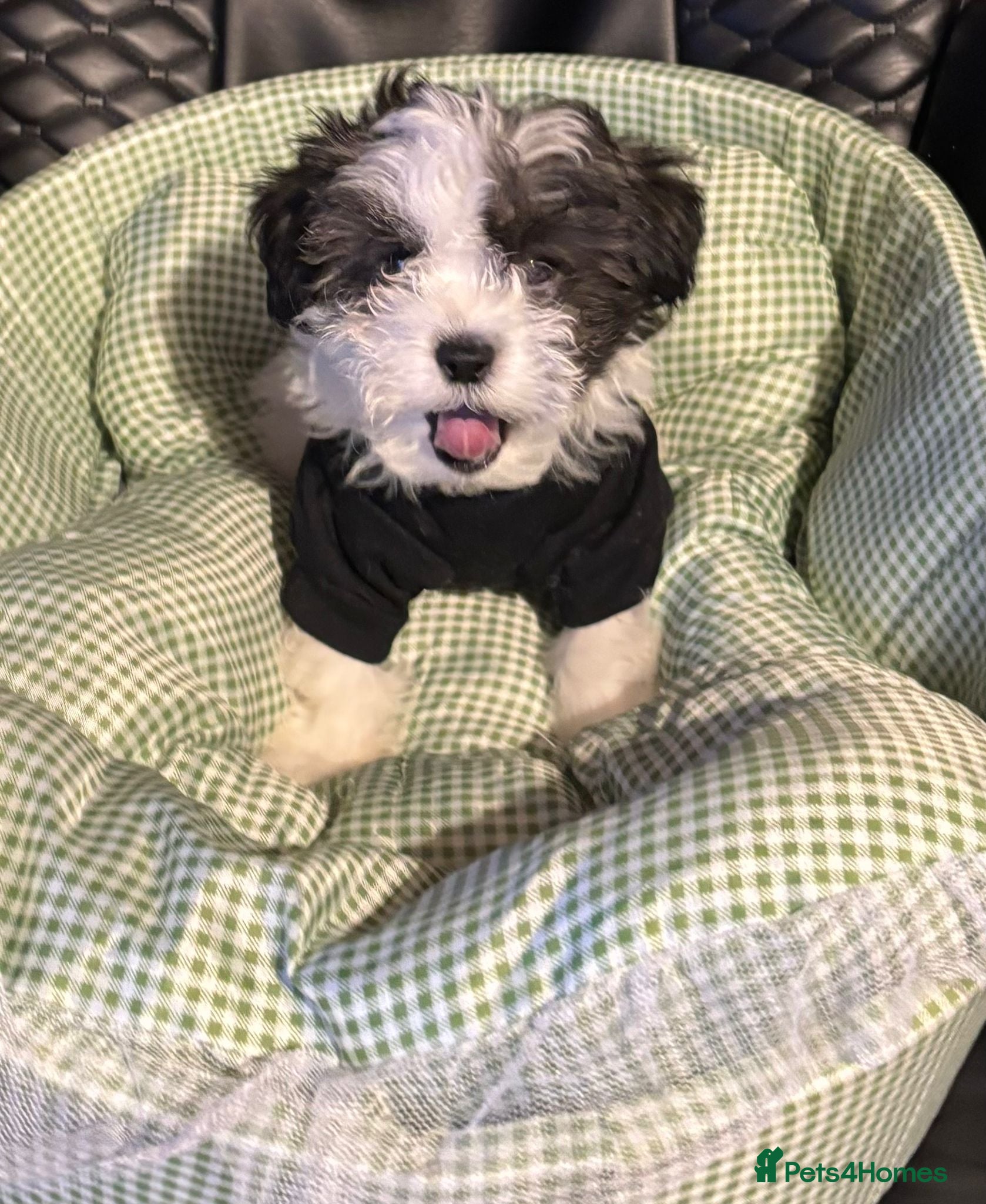 Maltipoo dogs Absolutely stunning F1 maltipoos only 1 boy left - Advert 12