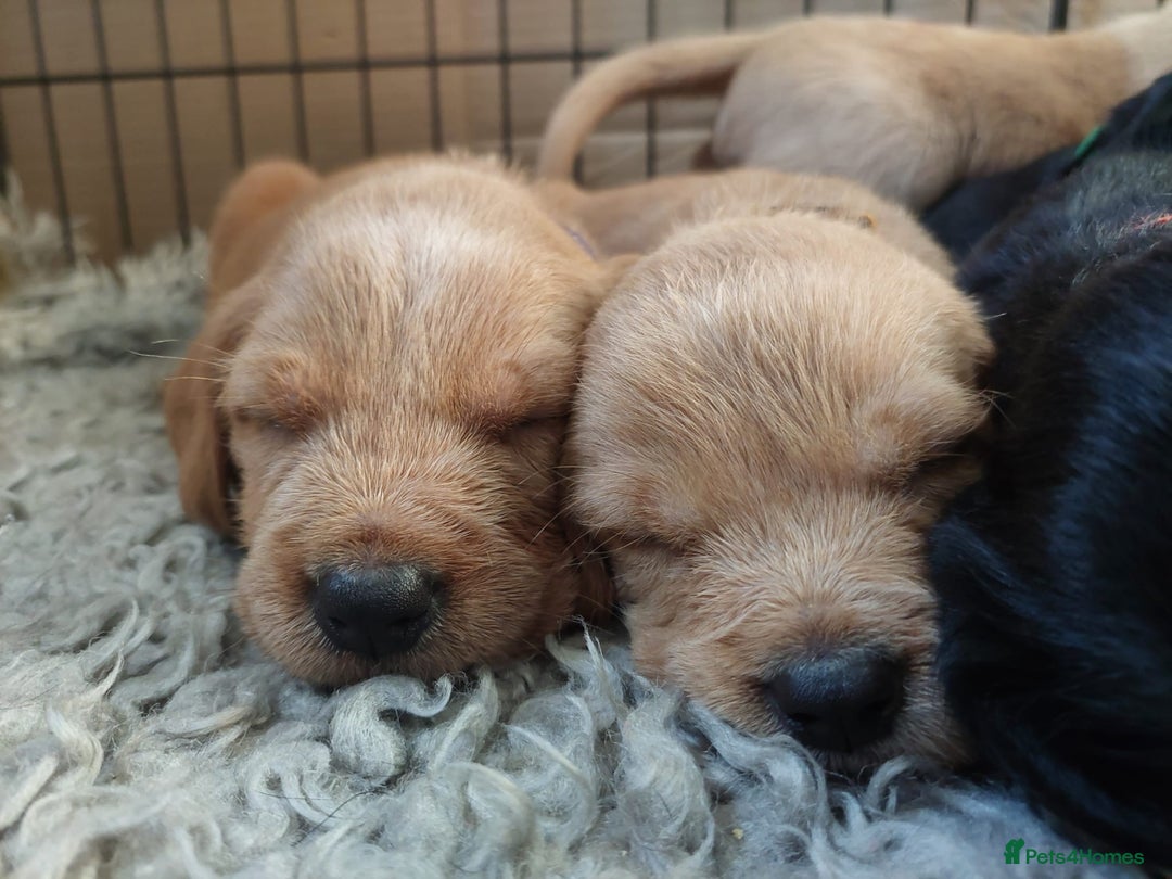 Mixed Breed dogs for sale: Beautiful Labrador crosses - Advert 8