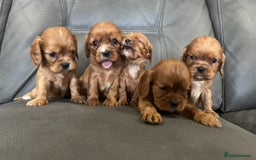 Cavalier King Charles Spaniel dogs for sale: 🐶 KC, RUBY RED cavalier King Charles !!!!  - Image 5