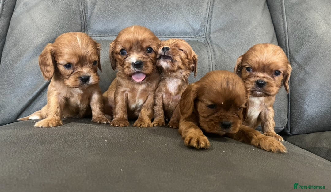 Cavalier King Charles Spaniel dogs for sale: 🐶 KC, RUBY RED cavalier King Charles !!!!  - Image 5