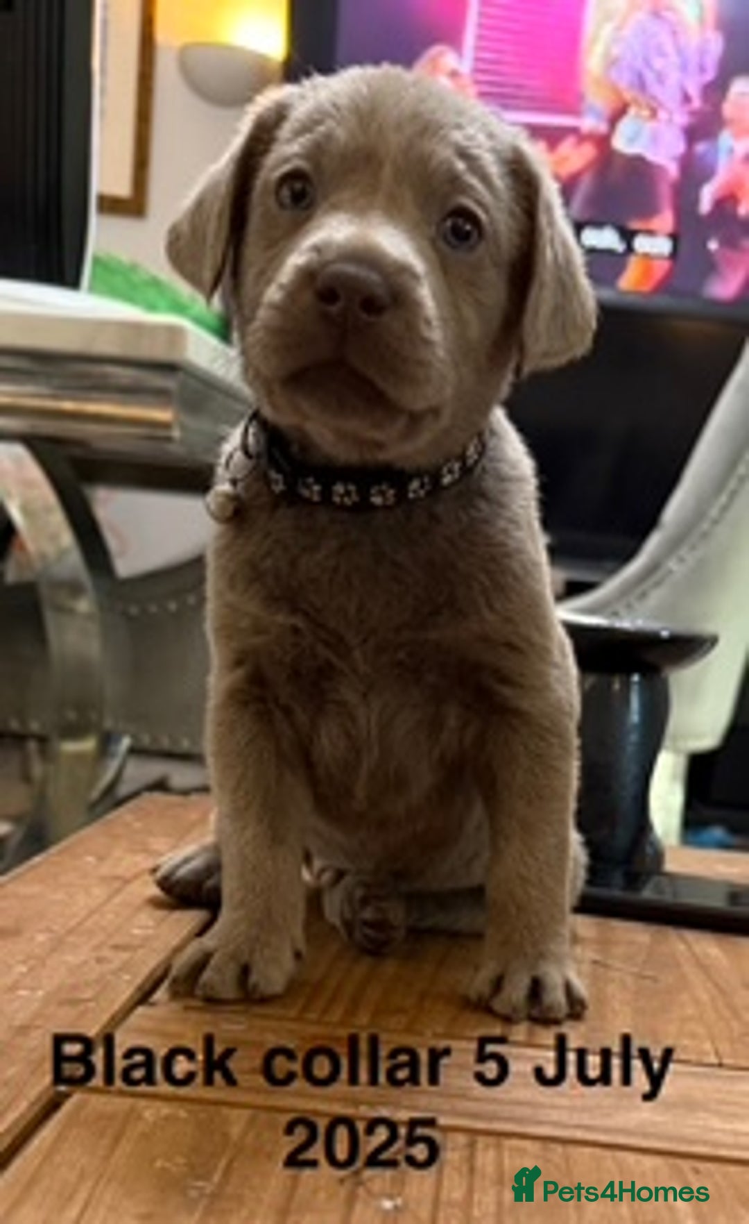 Labrador Retriever dogs for sale: 8 Beautiful Silver Labrador Retriever Puppies  - Image 5