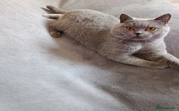 British Shorthair cats for sale: Beautiful kittens - Image 6