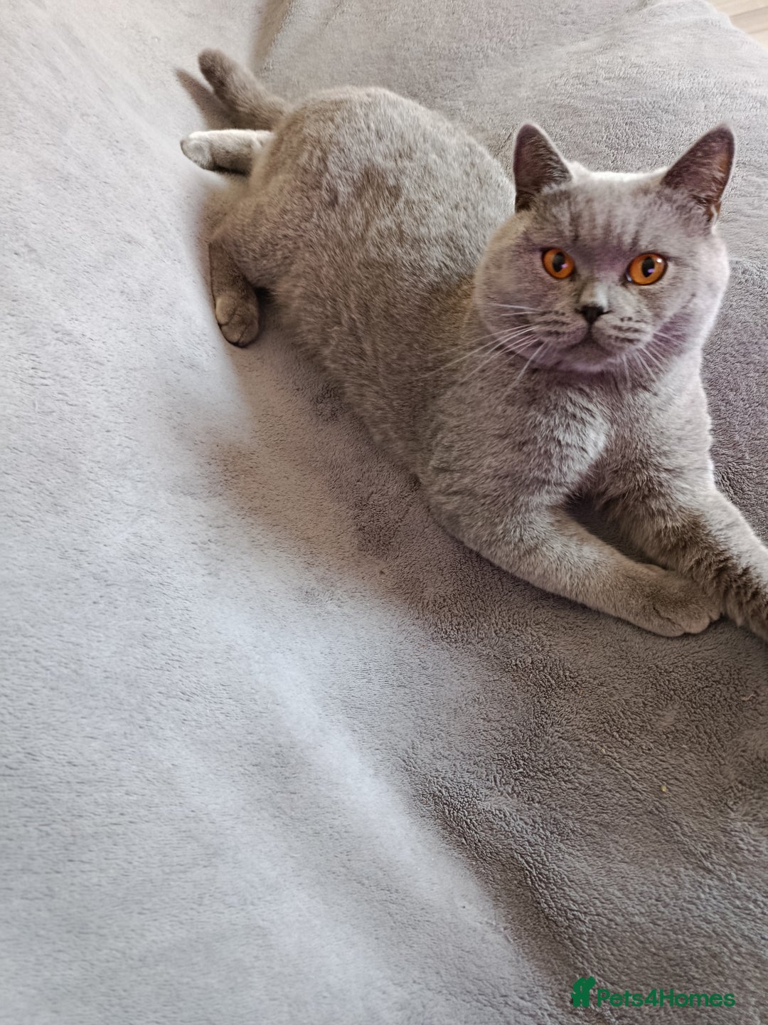 British Shorthair cats for sale: Beautiful kittens - Image 6