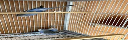 Budgerigars birds for sale: Baby budgie for sale 2 to 3 months  in Gravesend - Advert 2
