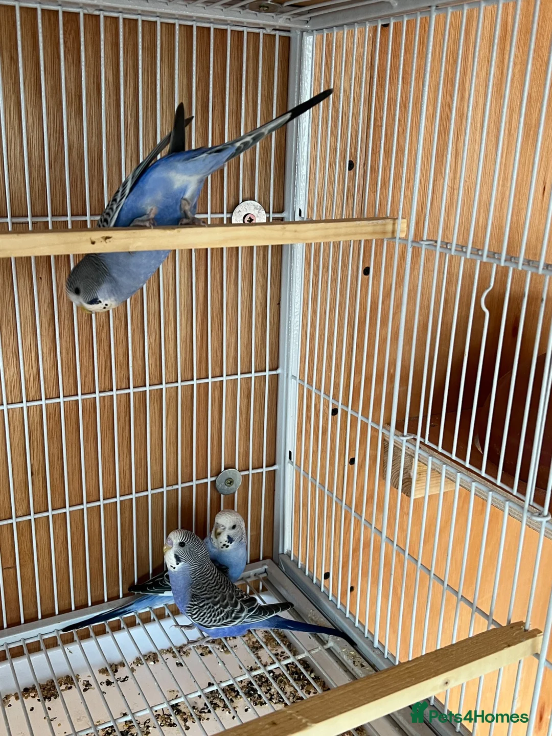 Budgerigars birds for sale: Baby budgie for sale 2 to 3 months  in Gravesend - Advert 2