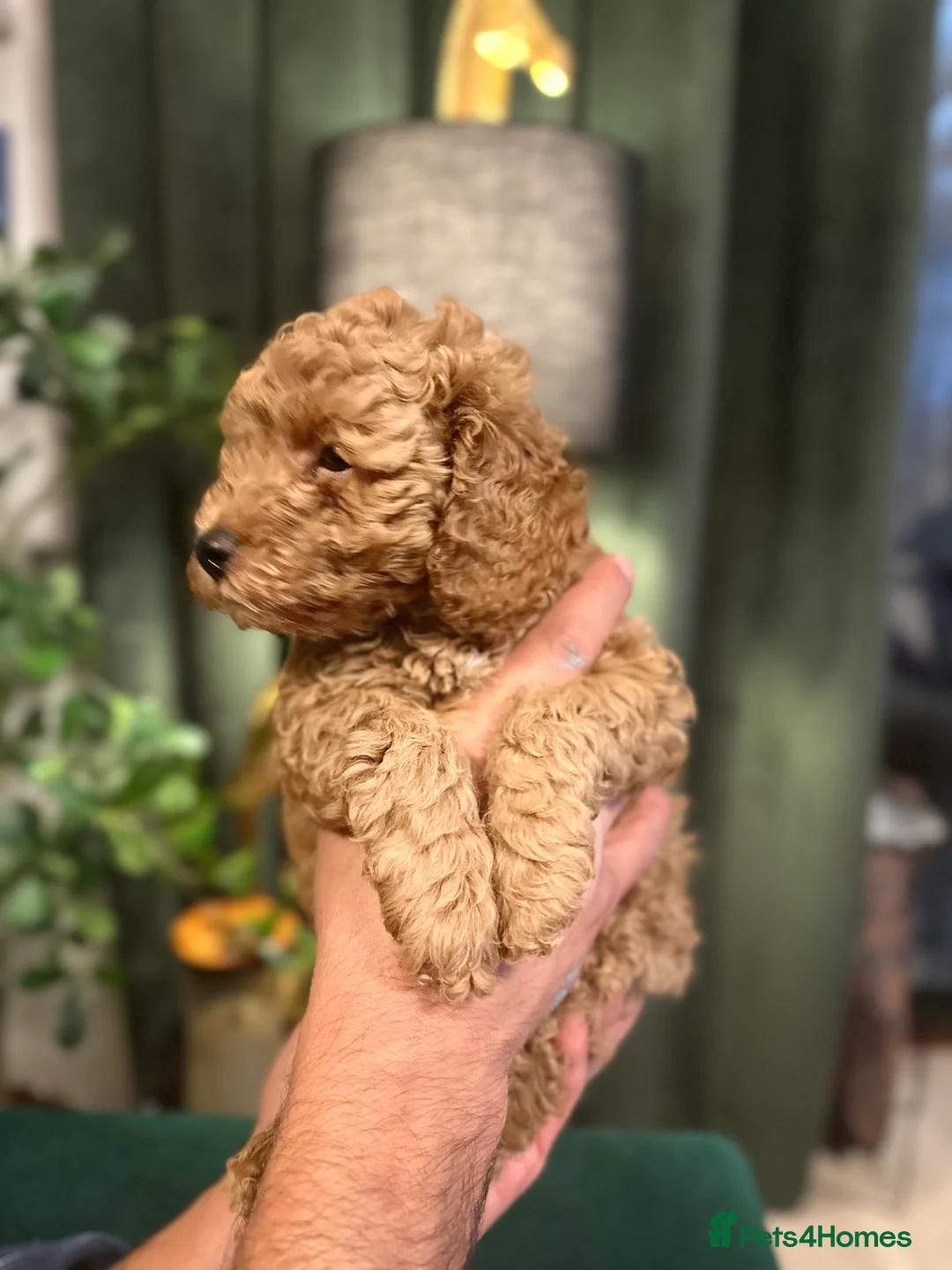Toy Poodle dogs for sale: Beautiful Toy Poodle Puppies looking for new home  - Advert 2