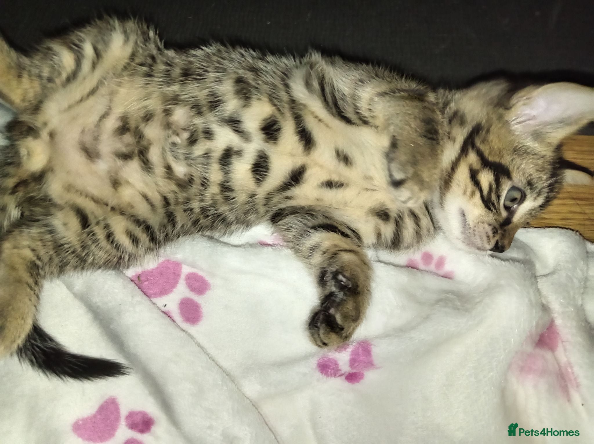 Mixed Breed cats Beautiful Males Ready for forever home ❤️  - Advert 14