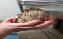 Quail poultry for sale: Quails for rehoming - Image 3