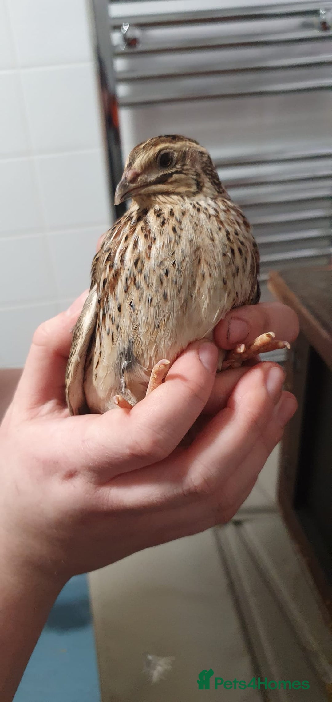 Quail poultry for sale: Quails for rehoming - Image 3