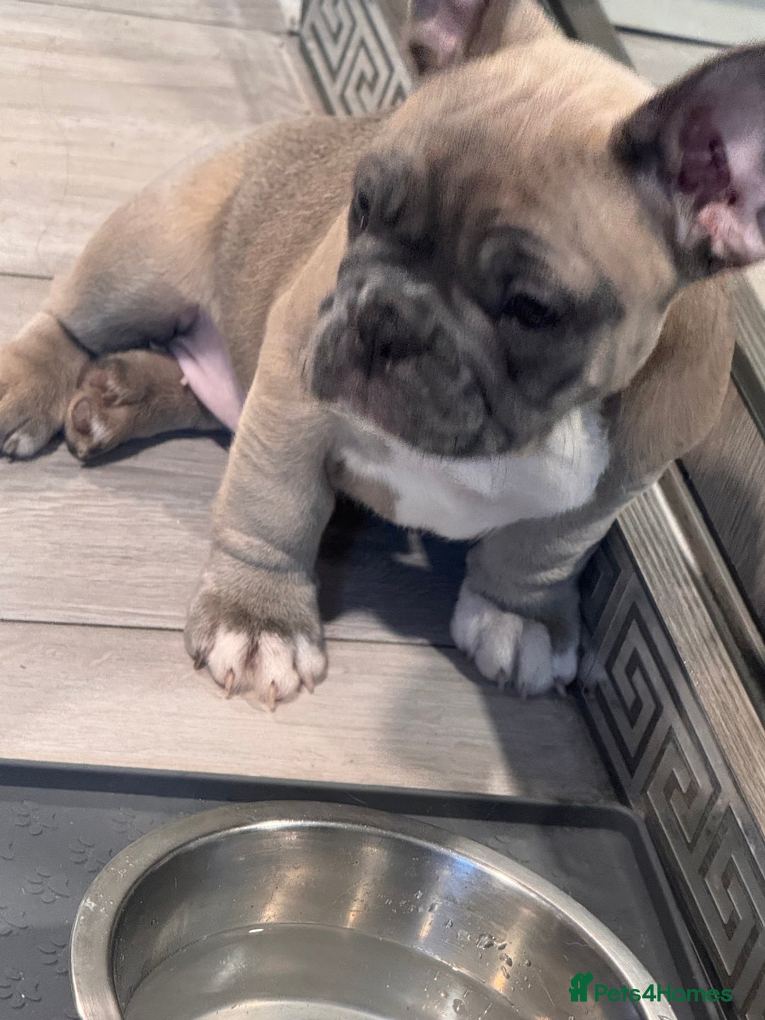 French Bulldog dogs for sale: French bulldogs puppies - Image 8