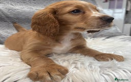 Cocker Spaniel dogs for sale: Outstandingly bred stunning worker cocker spaniels - Image 7