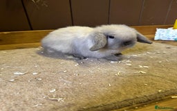 Mini Lop rabbits for sale: 2 seal point bucks  - Advert 4