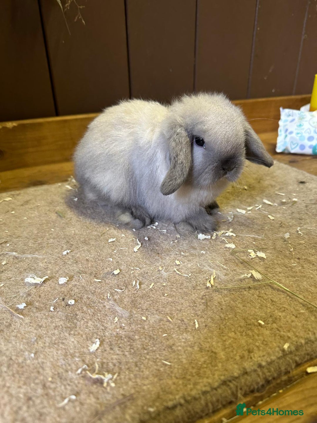Mini Lop rabbits for sale: 2 seal point bucks  - Advert 4