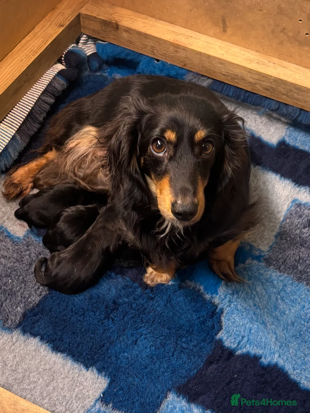 Miniature Dachshund dogs for sale: Miniature Dachshund Puppies - Advert 2