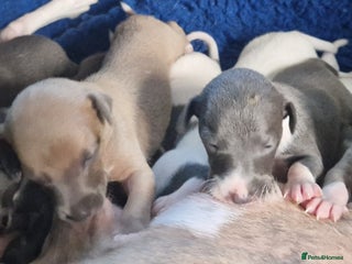 Italian Greyhound dogs Italian greyhound x whippet - Advert 1