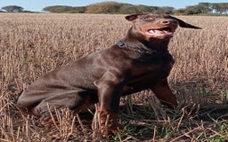Dobermann dogs for sale: Dobermann puppies - Image 31
