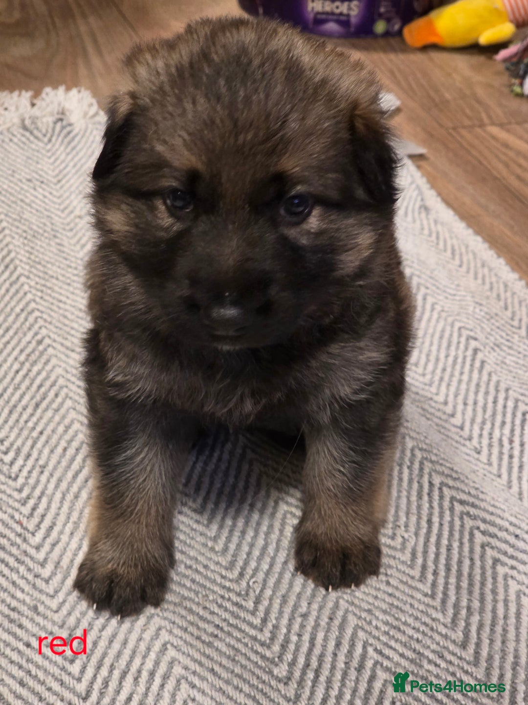 German Shepherd dogs for sale: German shepard puppies  - Image 9