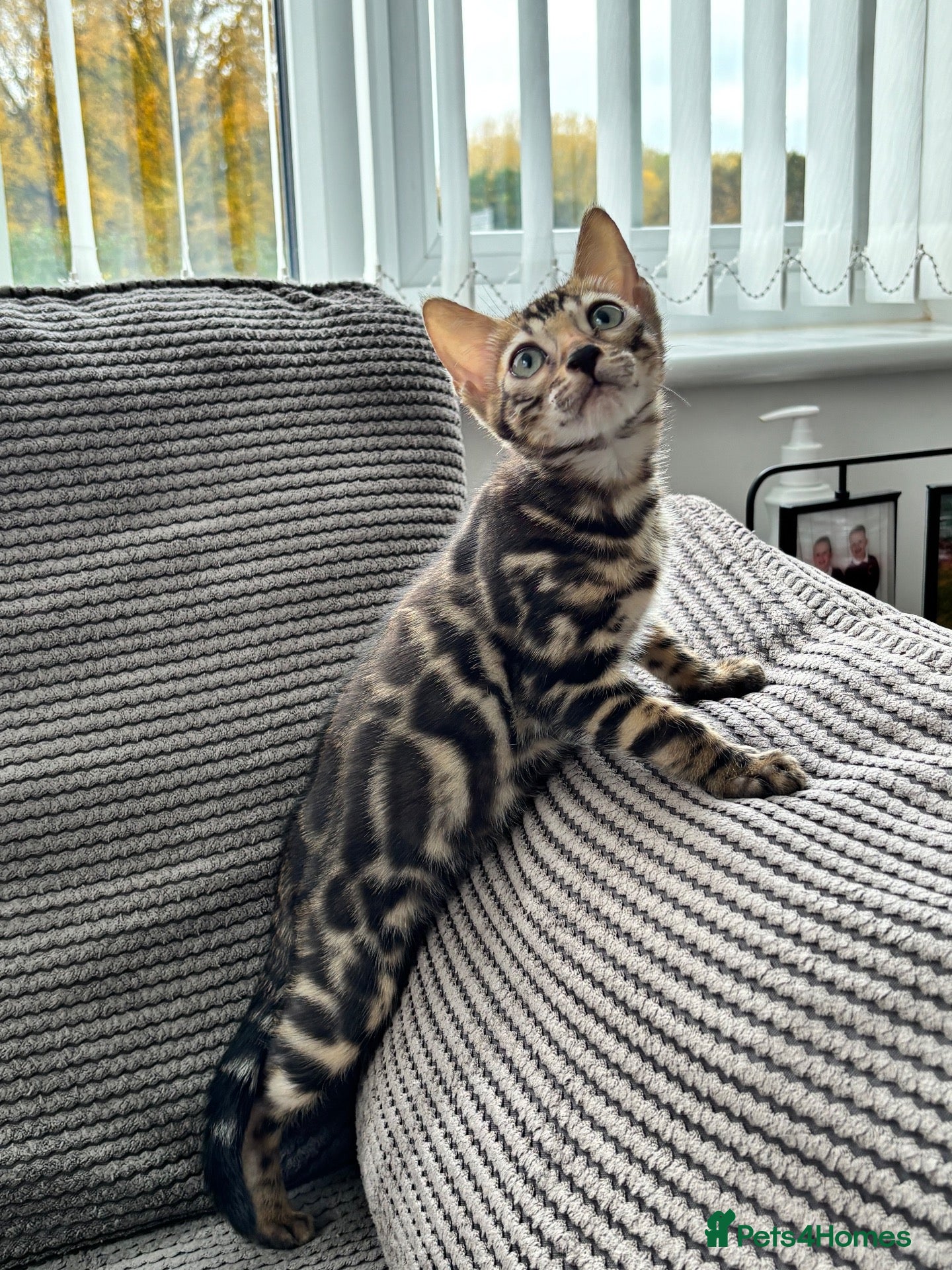 Bengal cats for sale: Full pedigree rosetted bengal kitten -male  - Advert 5