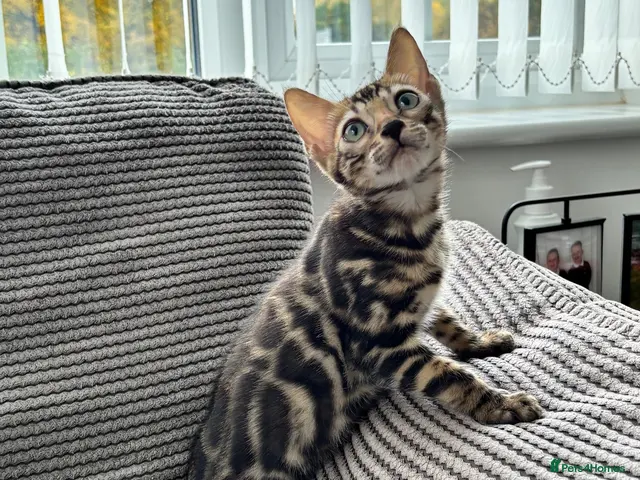 Bengal cats for sale: Full pedigree rosetted bengal kitten -male - Advert 5