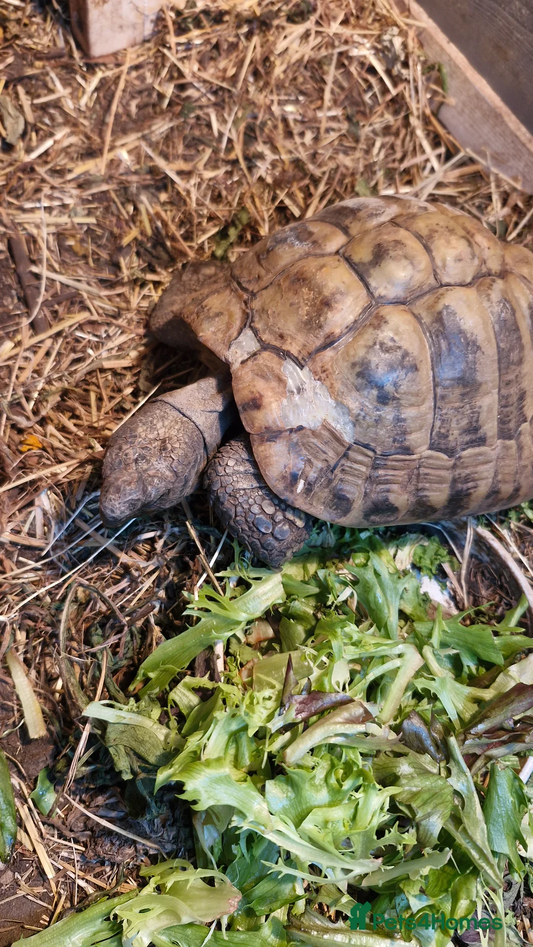 Hermann Tortoise reptiles for sale: 40 year old male hermanns tortoise  - Advert 5