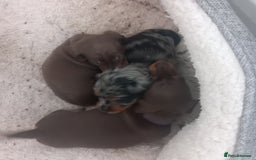 Miniature Dachshund dogs for sale: Miniature dachshund  - Image 9